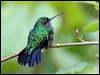blue_chin_sapphire_23054