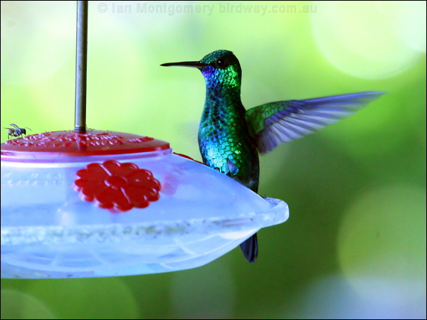 Blue-chinned Sapphire blue_chin_sapphire_22300.psd