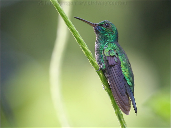 Blue-chinned Sapphire blue_chin_sapphire_22333.psd