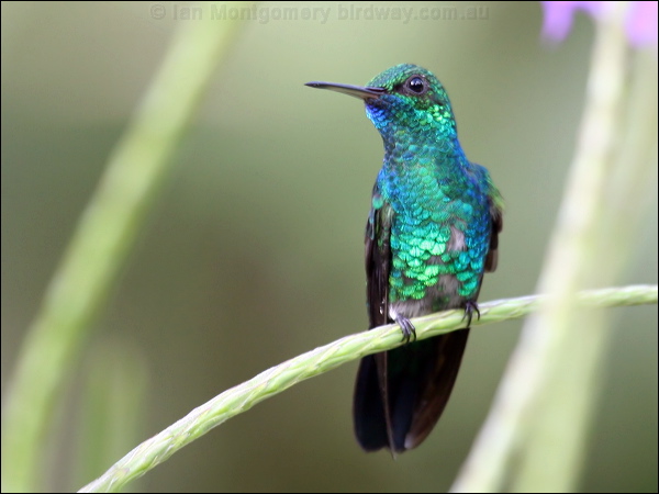 Blue-chinned Sapphire blue_chin_sapphire_22337.psd