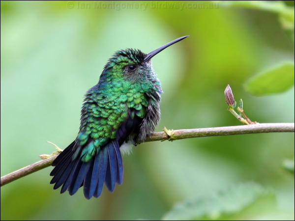 Blue-chinned Sapphire blue_chin_sapphire_23054.psd