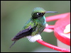 booted_racket_tail_24653