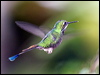 Click here to enter gallery and see photos of: Green, Tawny-bellied, White-bearded and Little Hermit; White-tailed Sabrewing; Green and Sparkling Violet-ear; Black-throated Mango; Tufted Coquette; Blue-chinned Sapphire; Western, White-chested and Andean Emerald; Copper-rumped, Magnificent, Rufous-tailed, Speckled, Black-chinned, Rufous, Scintillant, Volcano and Anna's Hummingbird; White-throated Mountain-gem; Fawn-breasted Brilliant; Buff-tailed Coronet; Brown and Collared Inca; Gorgeted Sunangel; Booted Racket-tail; Violet-tailed Sylph; Purple-throated Woodstar
