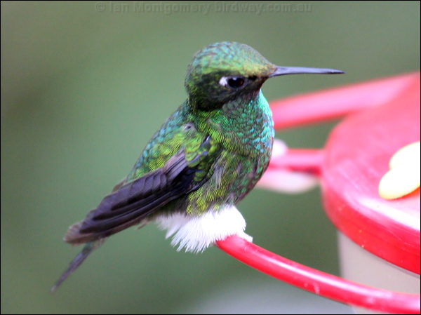 Booted Racket-tail booted_racket_tail_24653.psd