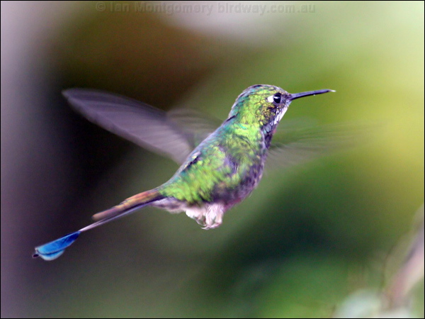 Booted Racket-tail booted_racket_tail_25261.psd