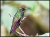 buff_tailed_coronet_24511