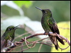 buff_tailed_coronet_24532