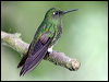 buff_tailed_coronet_24620