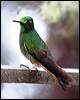 buff_tailed_coronet_24661