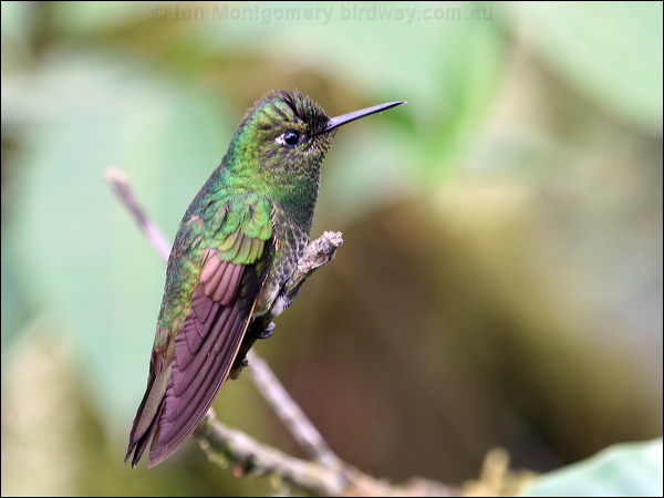 Buff-tailed Coronet buff_tailed_coronet_24511.psd
