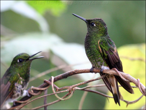 Buff-tailed Coronet buff_tailed_coronet_24532.psd
