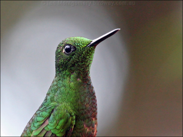 Buff-tailed Coronet buff_tailed_coronet_24590.psd