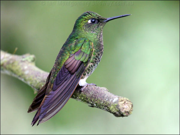 Buff-tailed Coronet buff_tailed_coronet_24620.psd