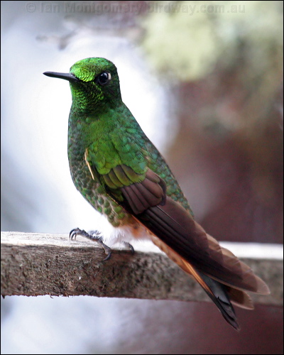 Buff-tailed Coronet buff_tailed_coronet_24661.psd