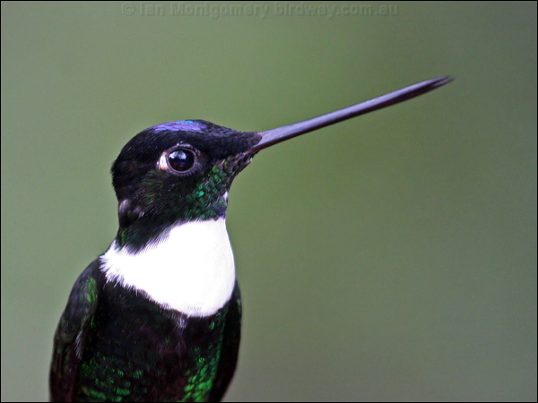 Collared Inca collared_inca_24606.psd
