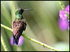copperrumphummingbird21927