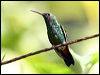 copperrumphummingbird22348