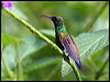 copperrumphummingbird22357
