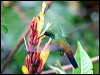 copperrumphummingbird23028