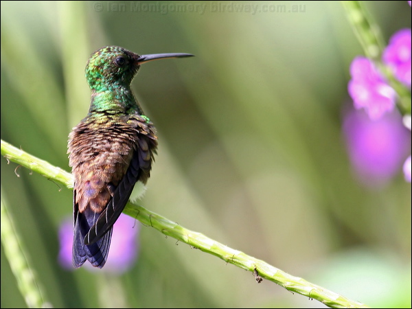 Copper-rumped Hummingbird copperrumphummingbird21927.psd