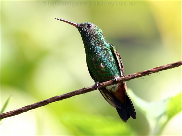 Copper-rumped Hummingbird copperrumphummingbird22348.psd
