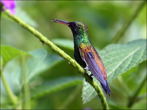 Copper-rumped Hummingbird copperrumphummingbird22357.psd