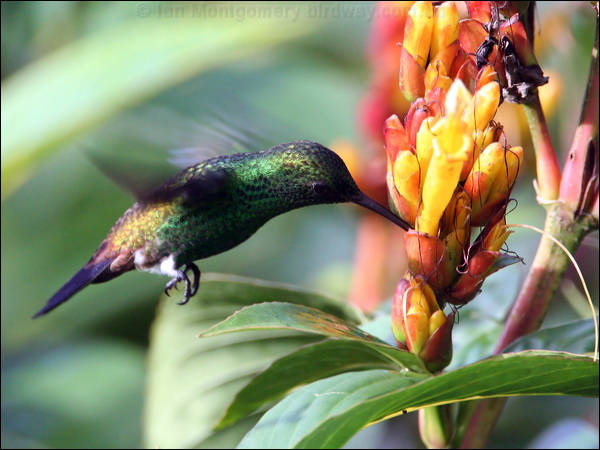 Copper-rumped Hummingbird copperrumphummingbird22591.psd