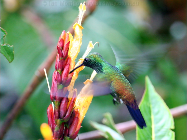 Copper-rumped Hummingbird copperrumphummingbird23028.psd