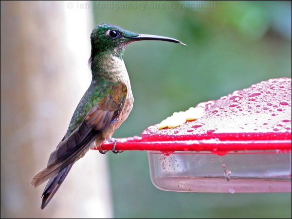 Fawn-breasted Brilliant fawnbreastbrilliant_24857.psd