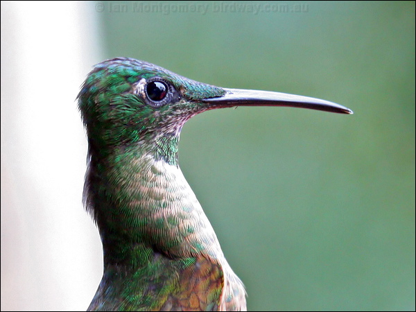 Fawn-breasted Brilliant fawnbreastbrilliant_24861.psd