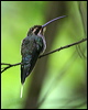 green_hermit_23794