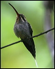 green_hermit_23807