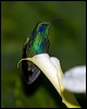 green_violet_ear_111276