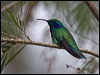 green_violet_ear_112357