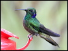 green_violet_ear_24871