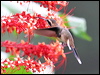 little_hermit_24184