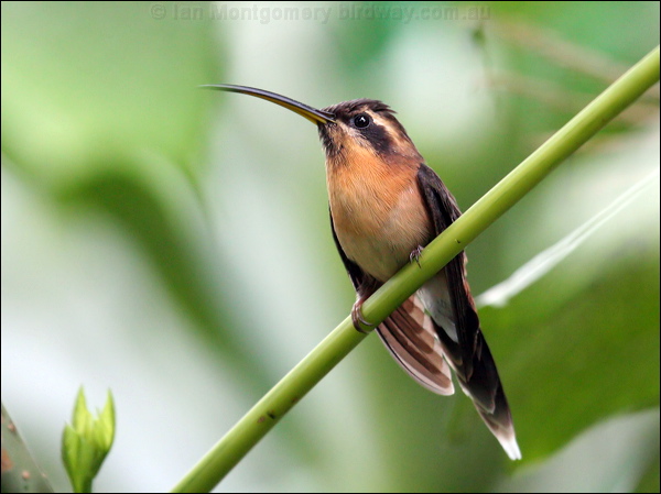 Little Hermit little_hermit_24196.psd