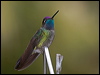 Click here to enter gallery and see photos/pictures/images of Magnificent Hummingbird