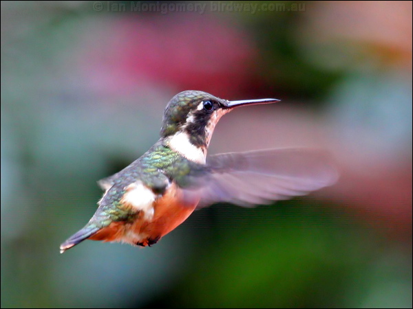 Purple-throated Woodstar purplethroatwoodstar_24562.psd