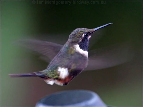 Purple-throated Woodstar purplethroatwoodstar_24903.psd