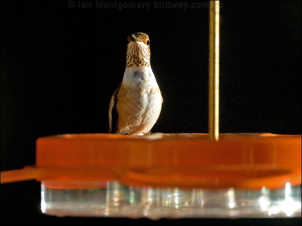Rufous Hummingbird rufous_hummingbird_109330.psd