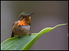 scint_hummingbird_112377
