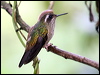speckled_hummingbird_24875