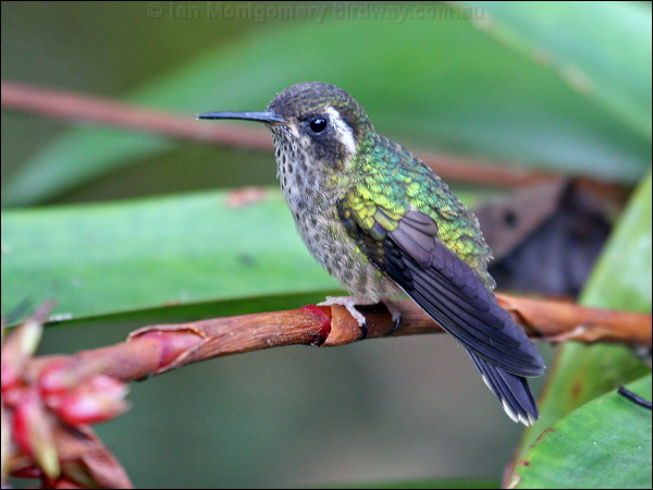 Speckled Hummingbird speckled_hummingbird_24525.psd