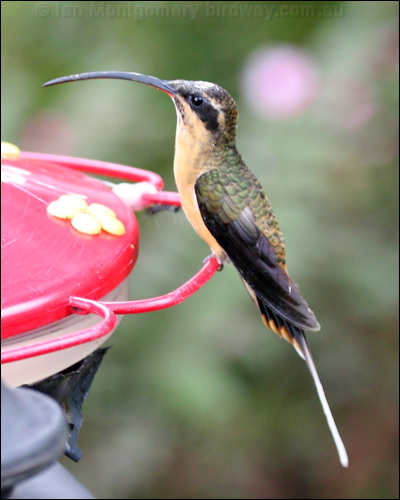 Tawny-bellied Hermit tawny_bellied_hermit_24690.psd