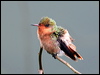 tufted_coquette_23065