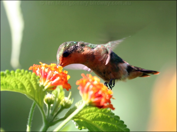 Tufted Coquette tufted_coquette_22376.psd