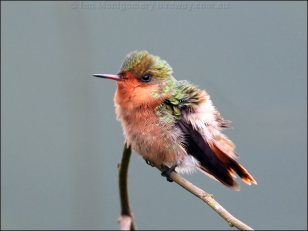 Tufted Coquette tufted_coquette_23065.psd