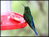 violet_tailed_sylph_24633