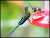 violet_tailed_sylph_24864